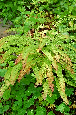 e0025655_6223798.jpg