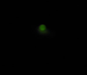 d0035670_20152135.jpg