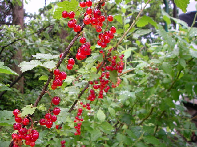 b0091187_7381552.jpg