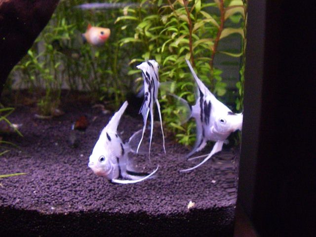 e0010301_15391532.jpg