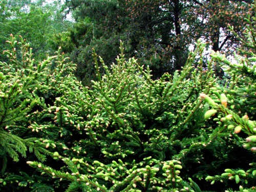 f0020302_12243082.jpg