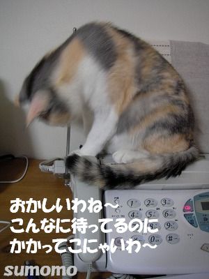 f0063729_1002543.jpg
