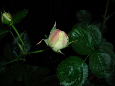 f0063931_10335777.jpg