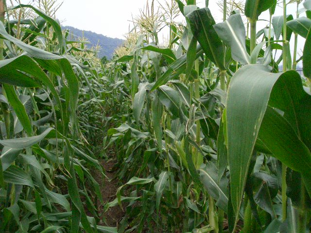 f0009451_653528.jpg