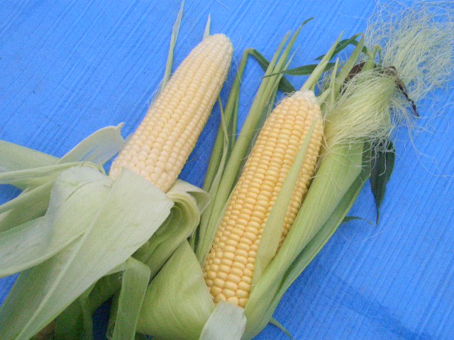 f0009451_67271.jpg