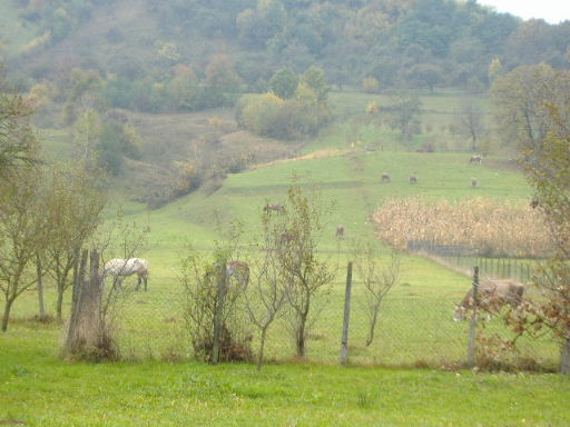 d0029596_822179.jpg