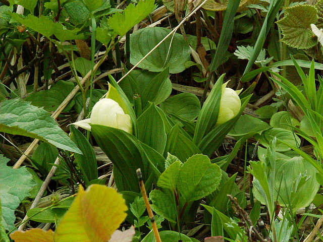 c0051718_0315897.jpg