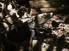 e0055023_1105594.jpg
