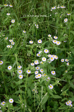 c0046340_21542031.jpg