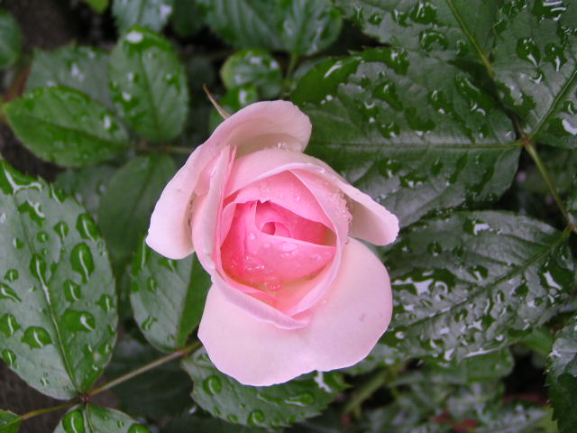 f0074659_23452147.jpg