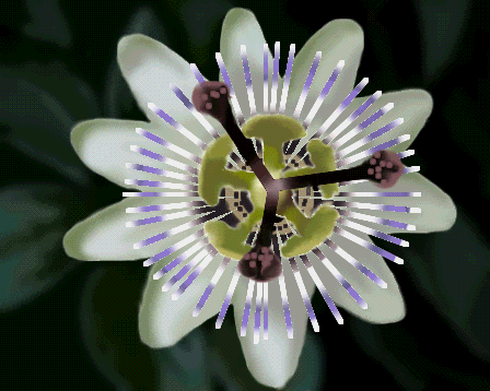 f0101759_0485174.gif