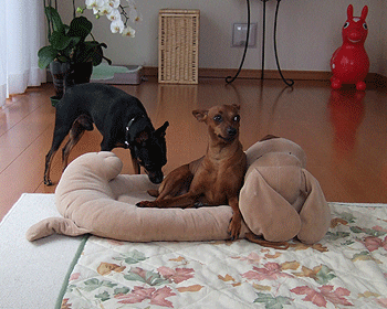 c0012571_12594431.gif