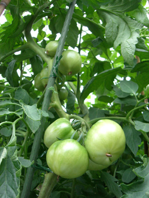 f0070493_23393085.jpg
