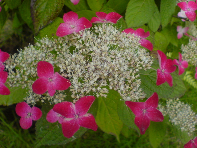 f0052603_1341935.jpg