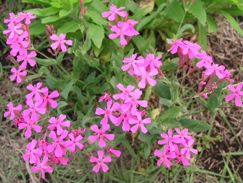 e0071225_21432720.jpg