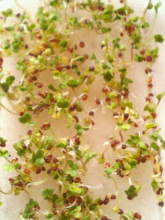 f0088647_22254251.jpg