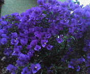 b0080053_22364127.jpg