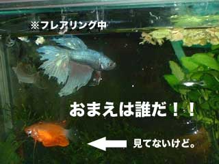a0030054_2333270.jpg
