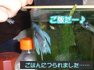 a0030054_2374279.jpg
