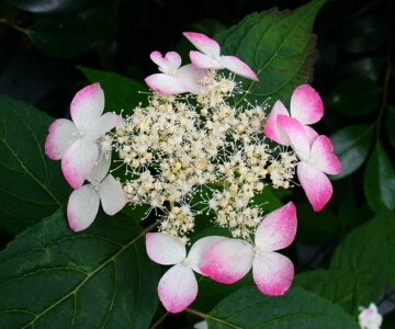 a0031000_15393331.jpg