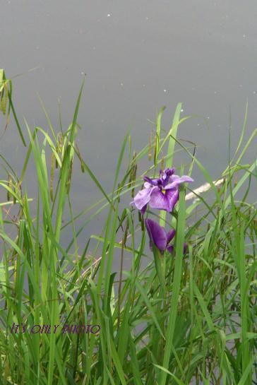 e0008800_1451515.jpg