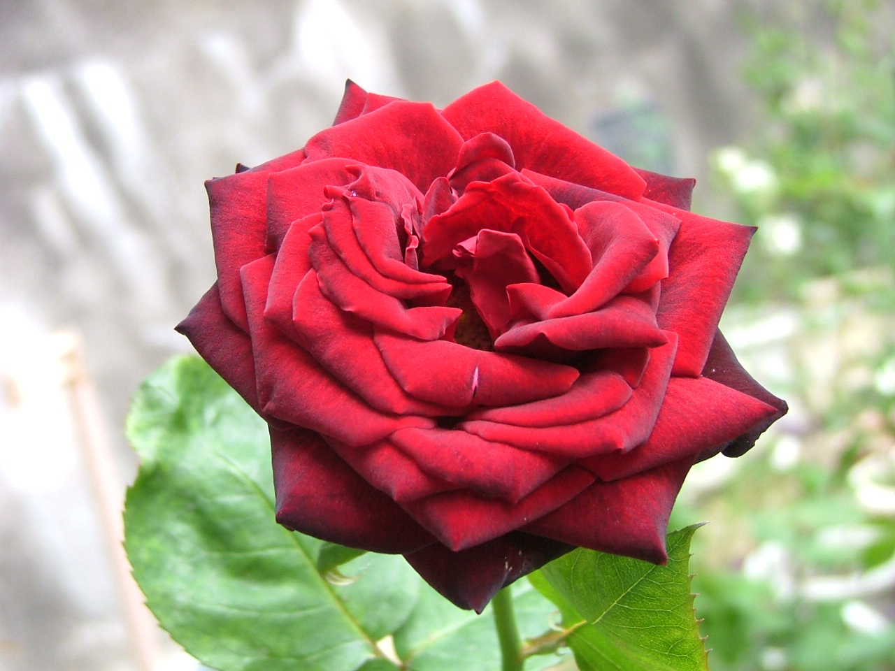 c0045227_2394520.jpg