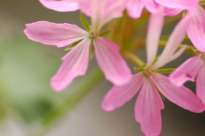 e0009147_10385034.jpg
