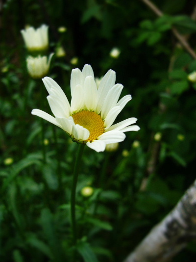 b0015260_8535350.jpg