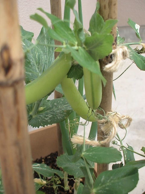 e0092362_26631.jpg