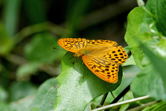 f0090680_2259426.jpg