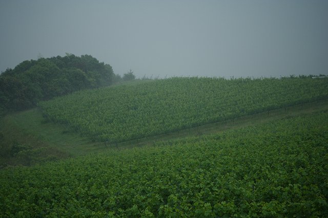 e0024081_1434687.jpg