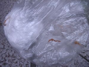 e0010488_95877.jpg
