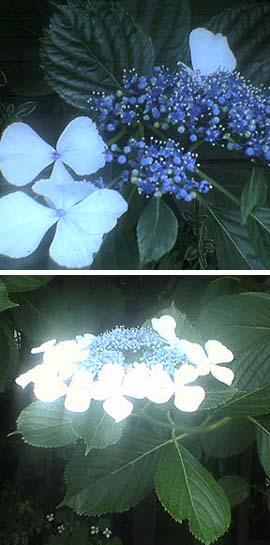 e0011321_846323.jpg