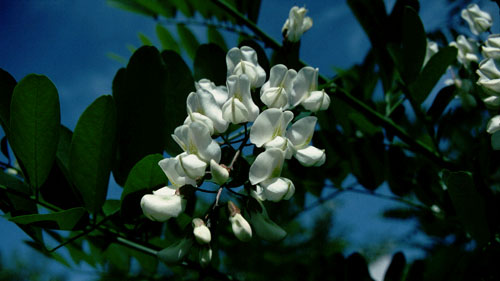 a0046429_8141053.jpg