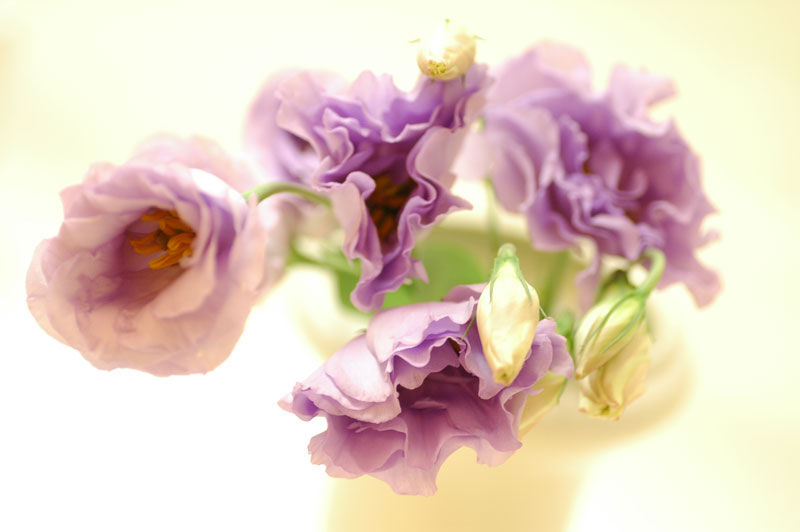 トルコキキョウ エクローサリラ 紫 花の図書館