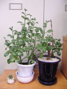 f0061401_9245655.jpg