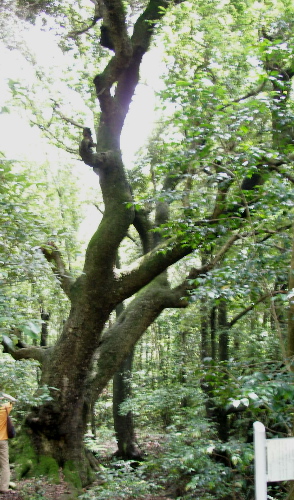 c0036203_2015378.jpg