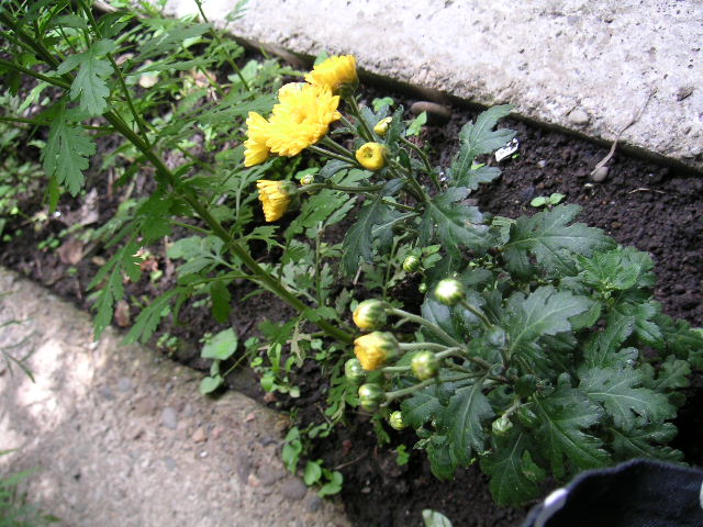 a0020929_10182119.jpg
