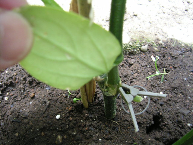 a0020929_1022431.jpg