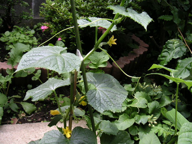 a0020929_1028196.jpg
