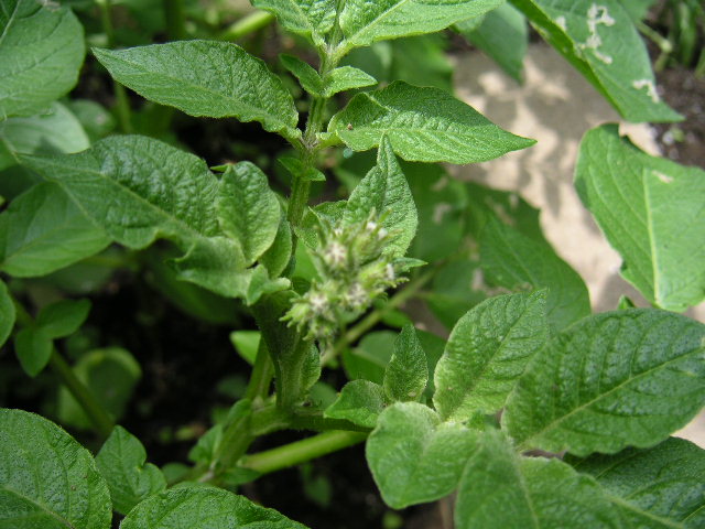 a0020929_1033695.jpg