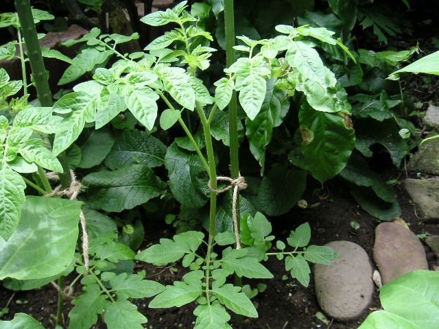 a0020929_1095981.jpg