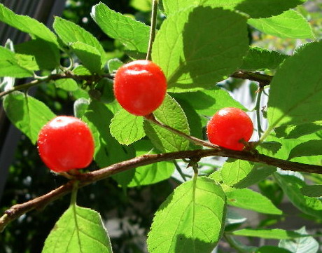 f0053342_15202283.jpg
