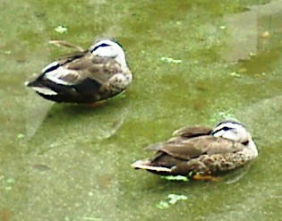 b0009665_0301780.jpg