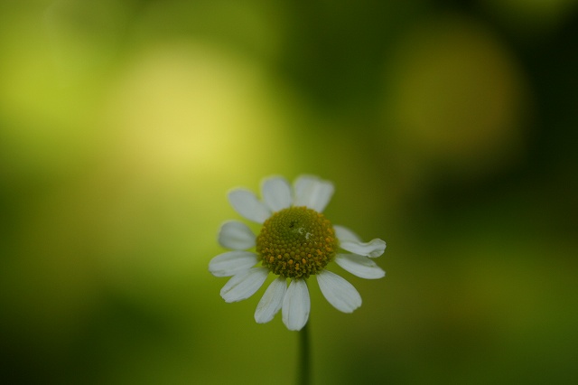 e0024081_1082634.jpg