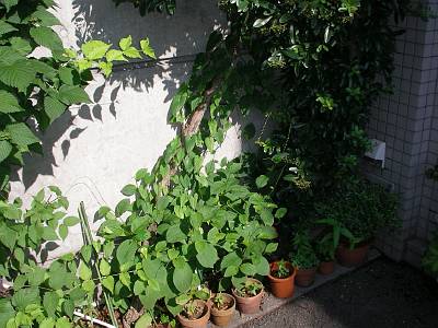 b0062687_881442.jpg