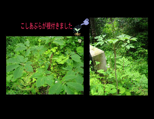e0060987_11245137.gif