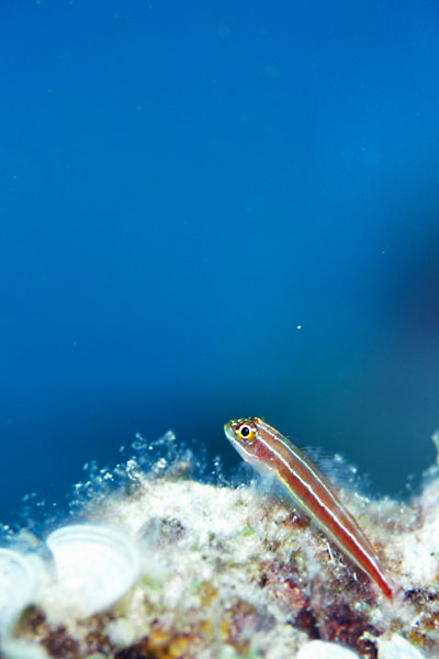 c0064907_2141336.jpg
