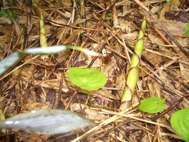 d0050007_222962.jpg