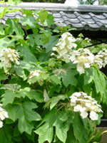 a0031714_18272331.jpg